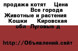 продажа котят  › Цена ­ 15 000 - Все города Животные и растения » Кошки   . Кировская обл.,Луговые д.